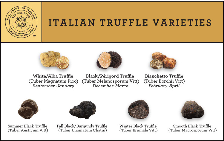 Italian Truffle Types -Copyright Via del Vino Truffle Tours